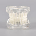Natural Mouth Model