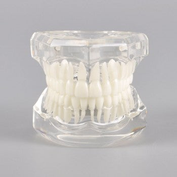 Natural Mouth Model