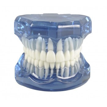 Natural Mouth Model
