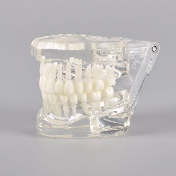 Natural Mouth Model