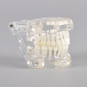 Natural Mouth Model